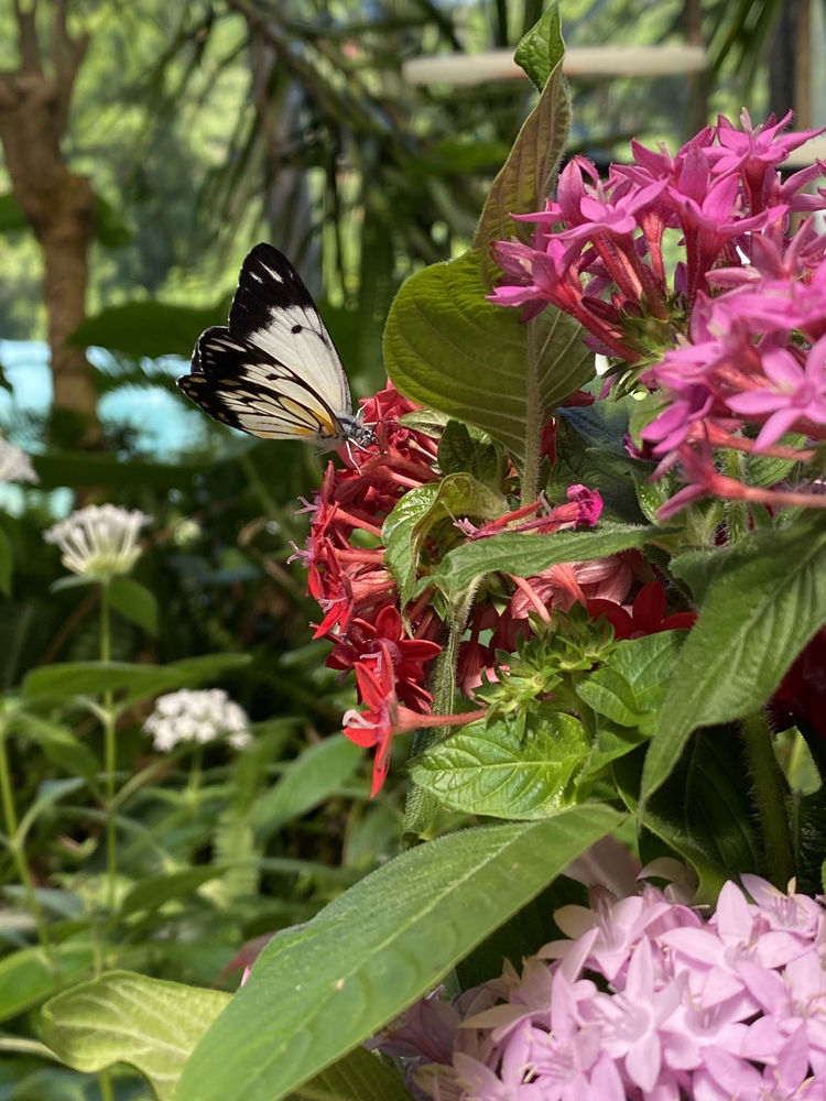 Coffs Harbour Butterfly House