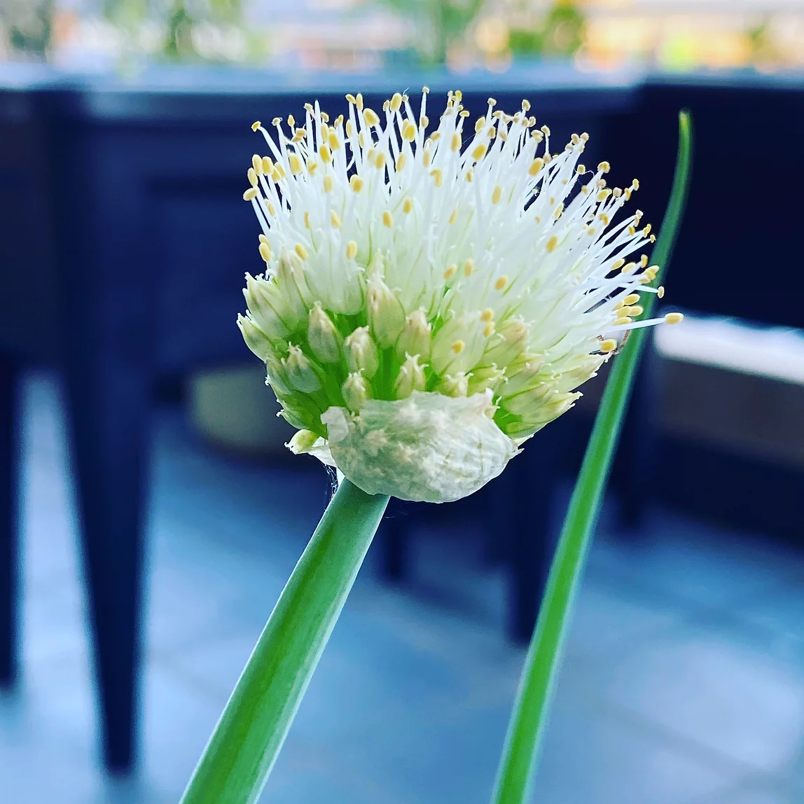 Spring Onion in flower