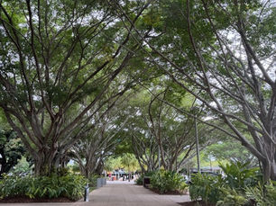 Cairns Qld