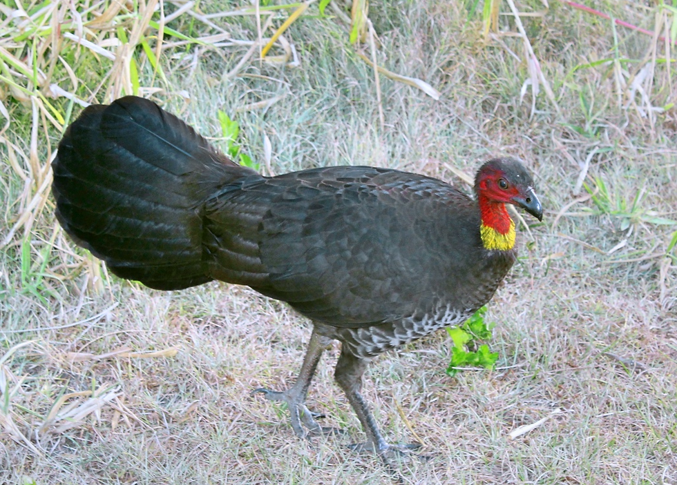 Brush Turkey