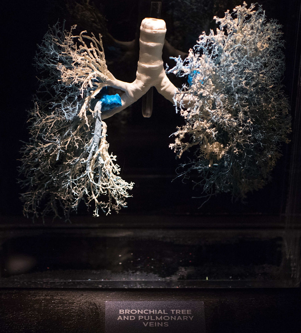 Real Bodies Exhibition