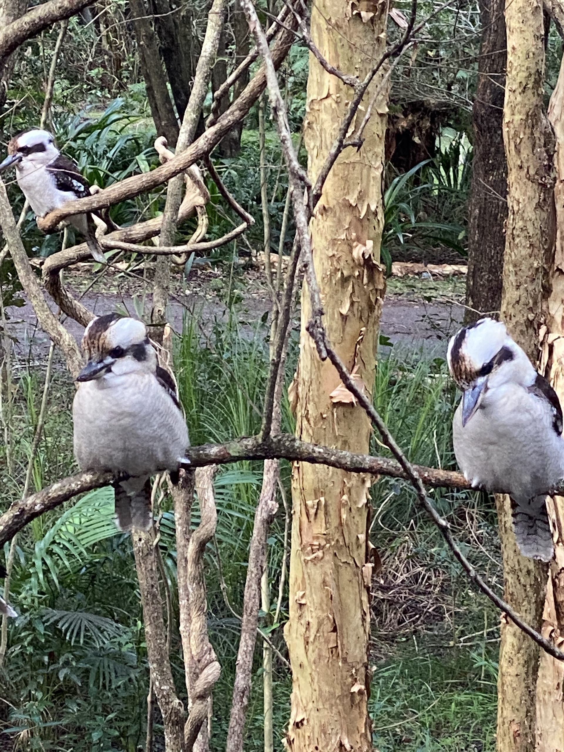 Kookaburras at Anna Bay
