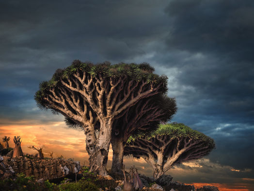The Magnificent Dragon Blood Tree