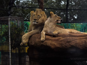 Lions at Billabong Zoo