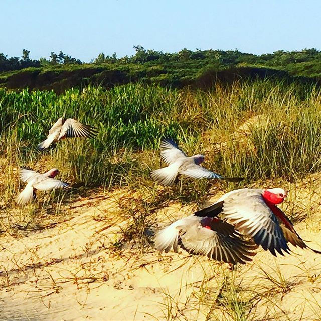 birds at nine mile beach tuncurry