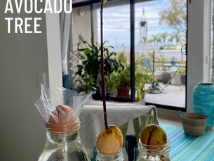 How To Grow Avocado Trees From A Seed