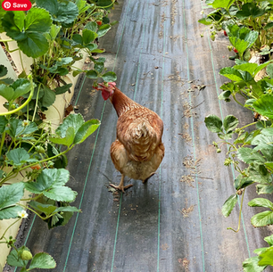 Chicken eating strawberry at Ricardoes Tomotoes