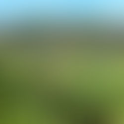foliage boomerang beach