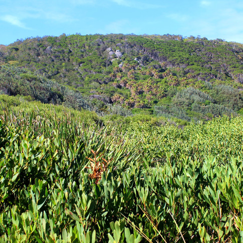 Vegetation surrounding Boomerang beach