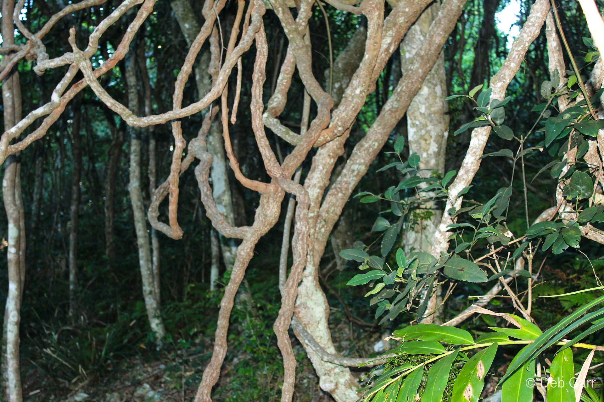Tree roots in booti booti national park
