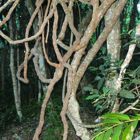 Tree roots in booti booti national park