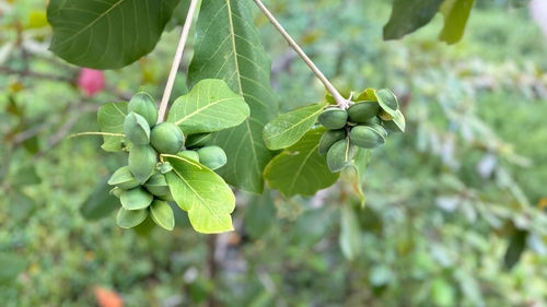 Australian Native Ingredients You’ll Love (And How to Use Them at Home)