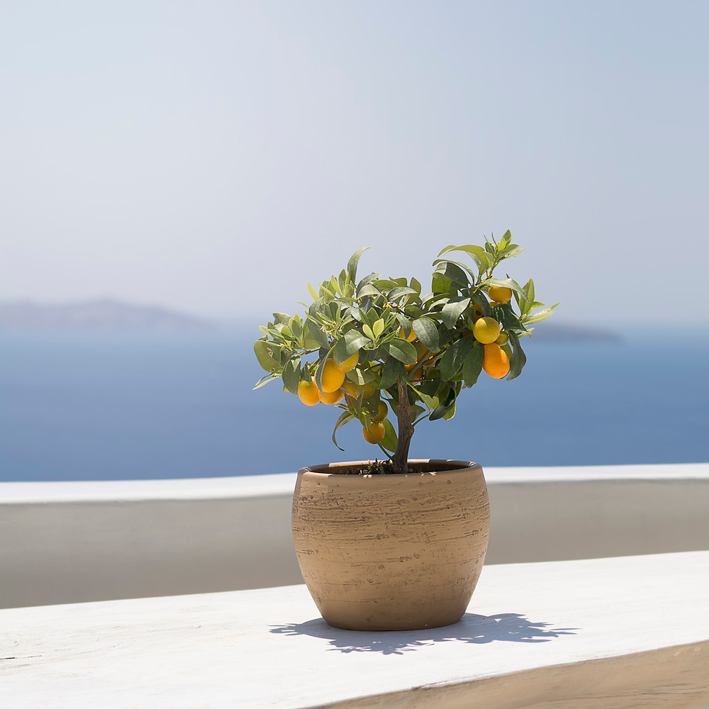growing fruit trees in pots