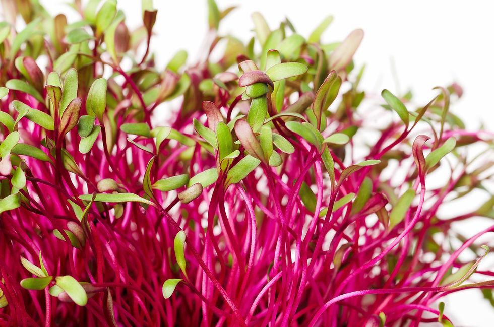 Microgreen health benefits
