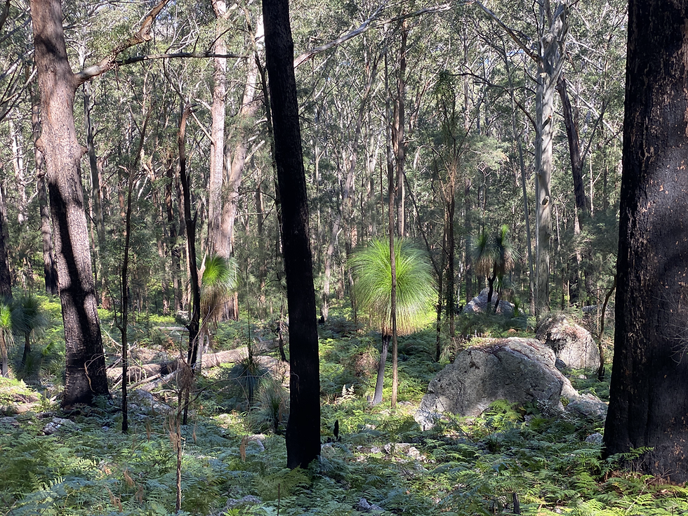 Bulahdelah Mountain Aboriginal Place