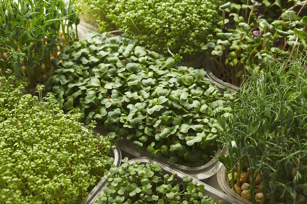 Growing Microgreens