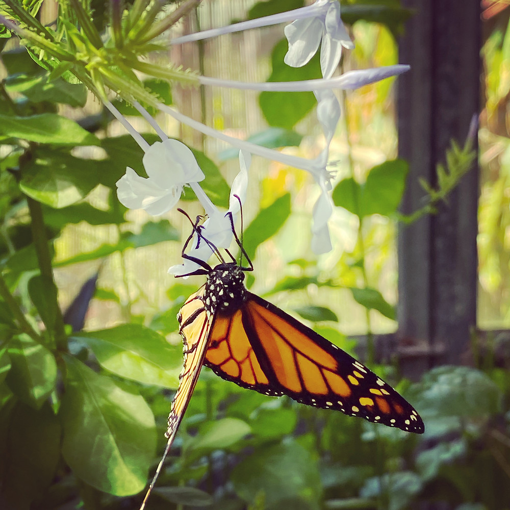 Coffs Harbour Butterfly House