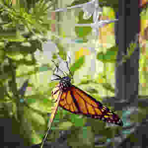Coffs Harbour Butterfly House