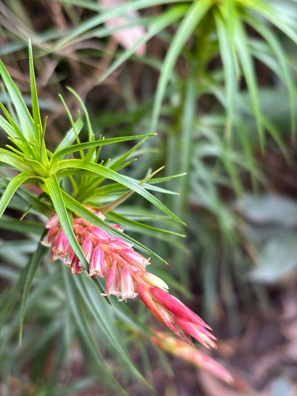Native flower on the Grand Canyon Walk Blackheath