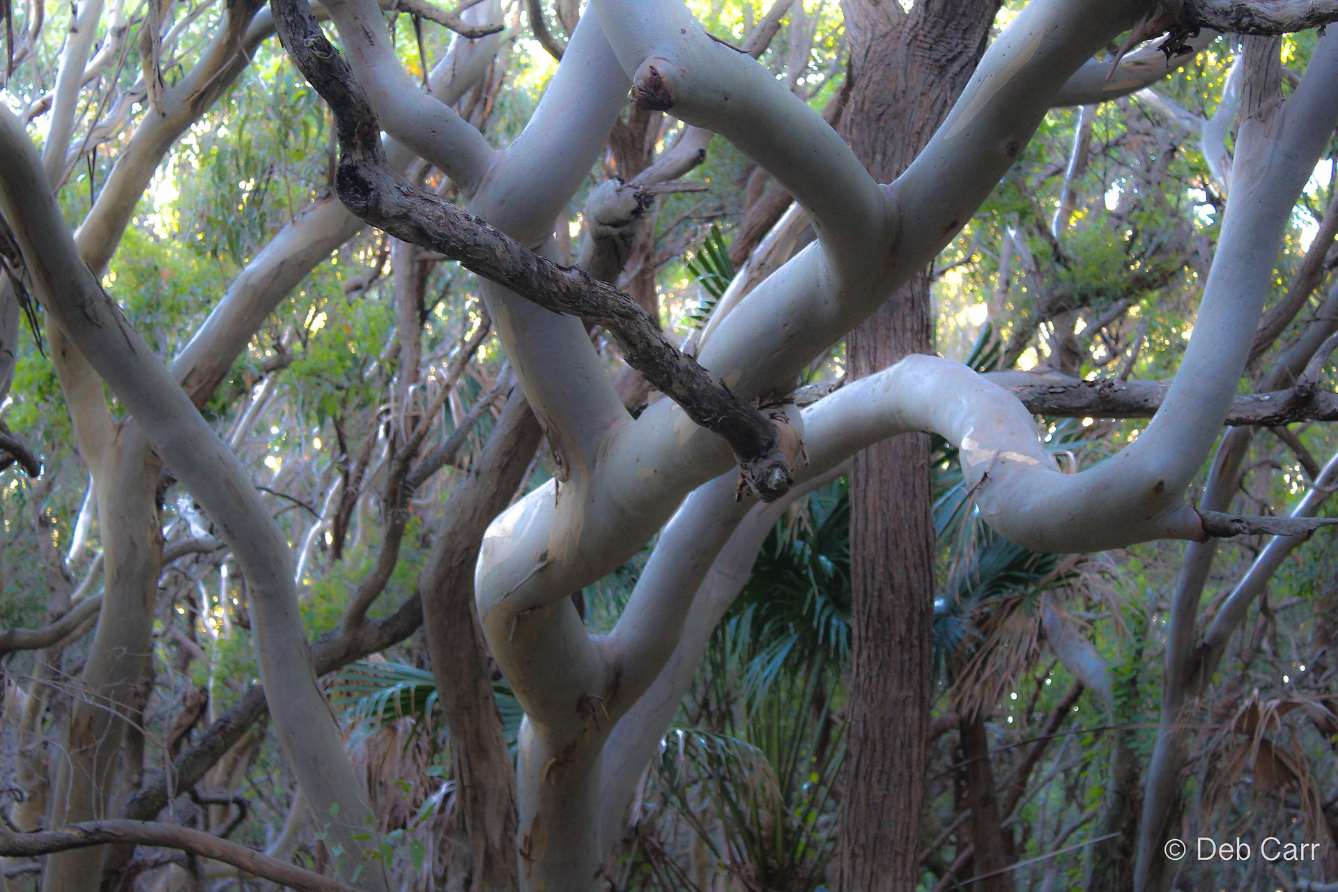 Smooth bark on a tree in booti booti national park