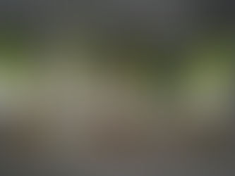 fresh herbs in containers