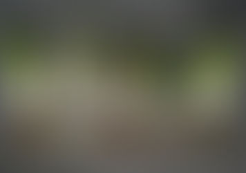 fresh herbs in containers