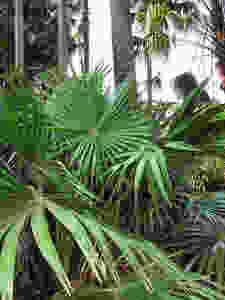 Cabbage Tree Palm NSW