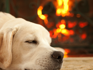 How To Keep Pets Safe and Warm This Winter