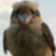 Close up of a kookaburra