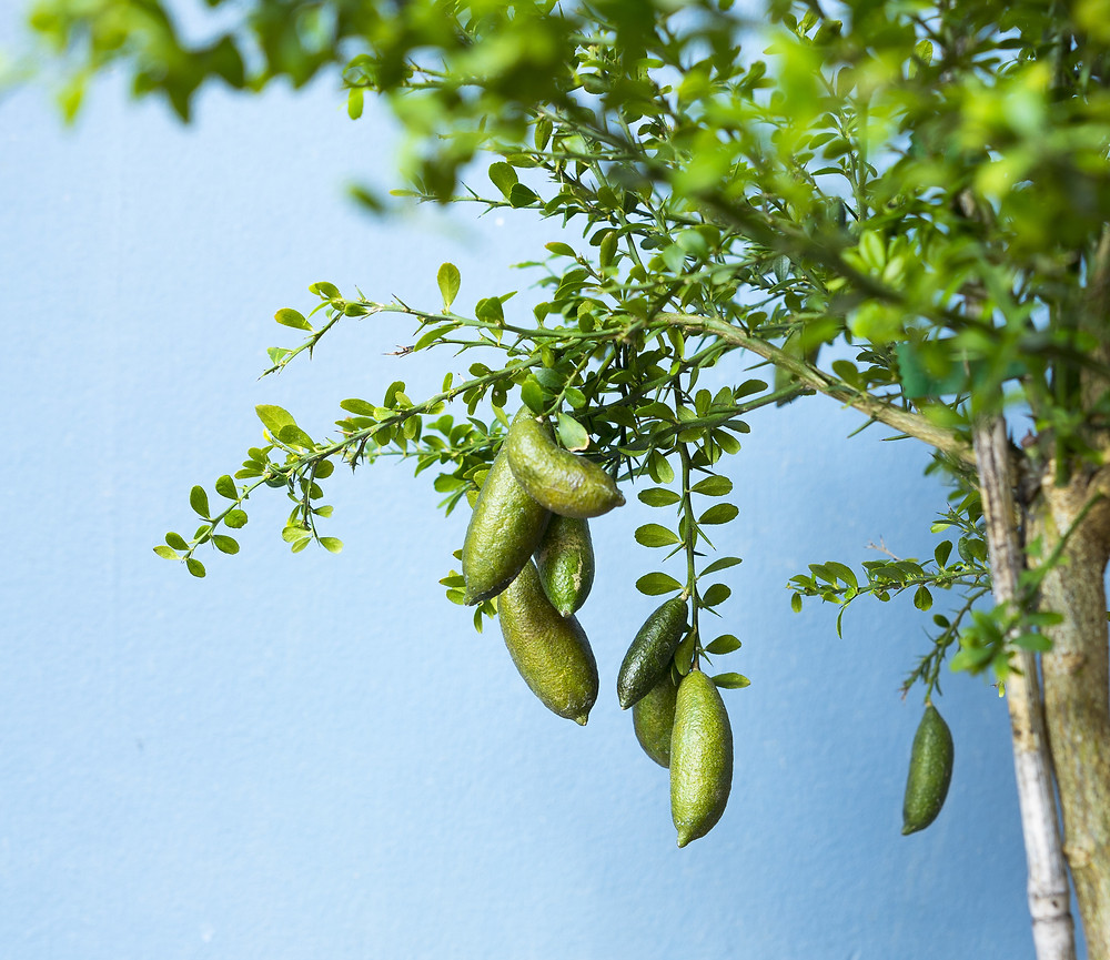 Australian Finger Limes