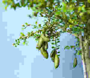 Australian Lime Finger