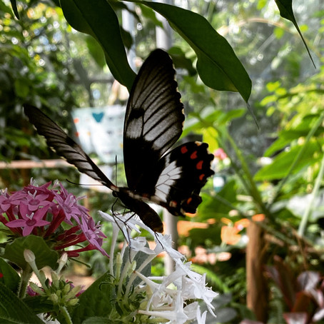 Butterfly Spiritual Signs