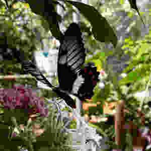Butterfly Signs