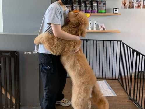 Eco Friendly Removal of Doggy Poo