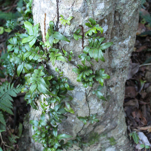 vine growing up a tree in booti booti national park