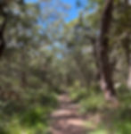 bush track between reflections jimmy's beach and Bennetts beach