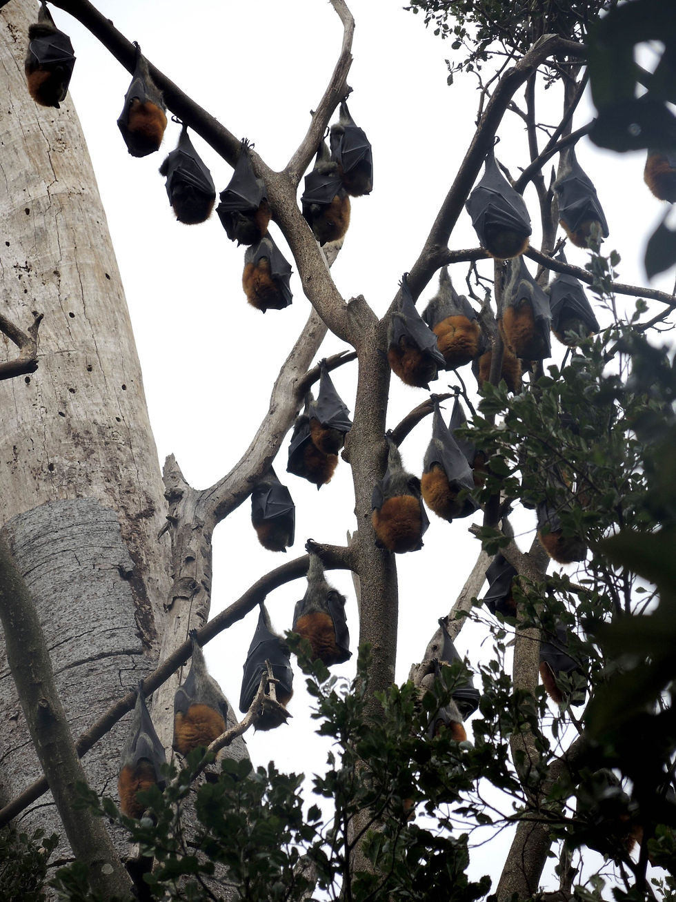 Flying Foxes Manning Valley