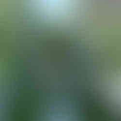 Wooden Steps at Blueys Beach