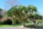 Royal Botanical Gardens Sydney