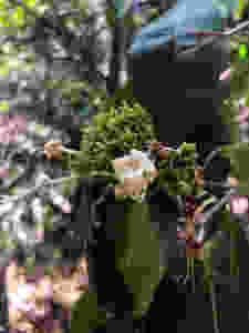 Hairy Clerodendrum