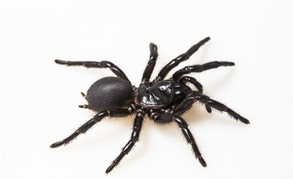 Repairing hearts with deadly funnel-web spider venom