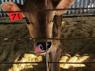 From Farm to Table: Milk's Journey