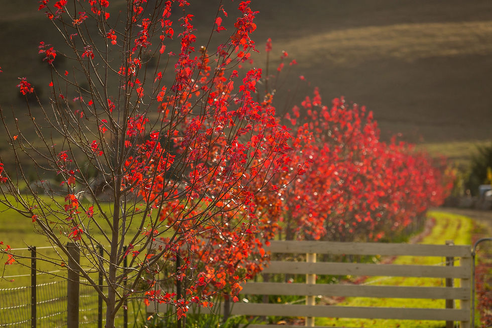 Row of vibrant red autumn trees beside a wooden fence on a sunny day, with hills in the background. Peaceful and scenic mood at Huon Valley Tasmania.