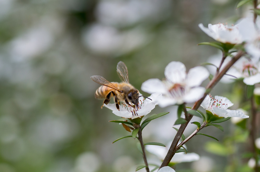 Manuka Honey Bee