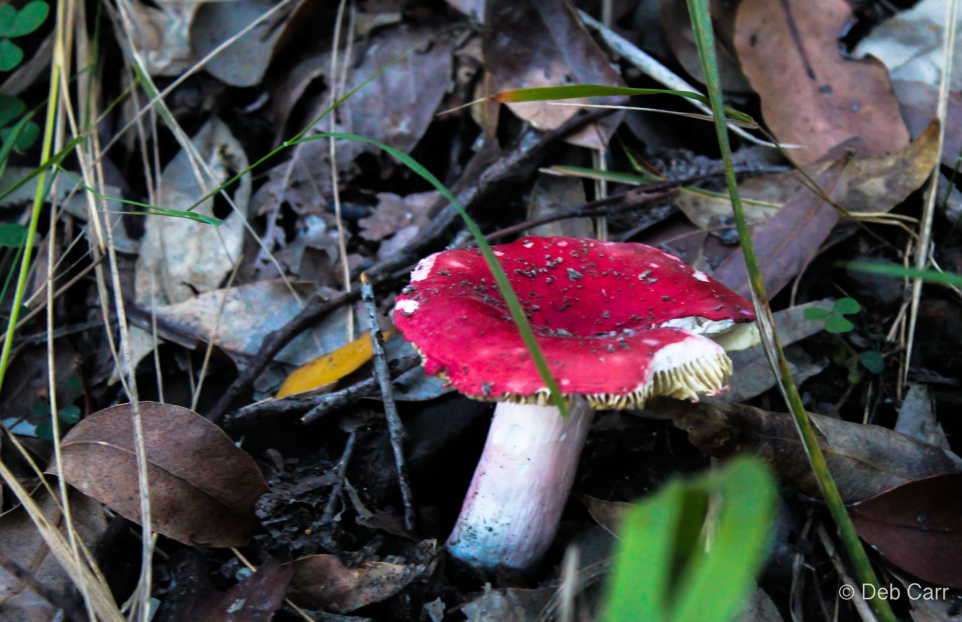 red toadstool in booti booti national park