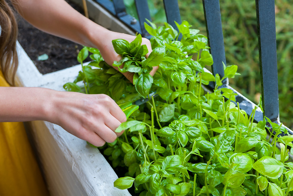 Balcony garden