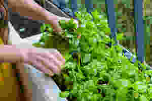 Balcony garden