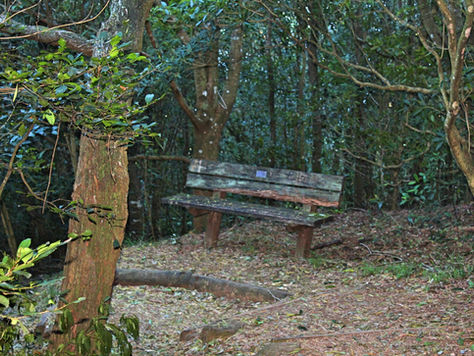 Cape Hawke Lookout - Scenic Views of Forster and Surrounds