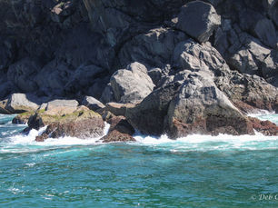 Travel Review: Amaroo Dolphin and Whale Watching