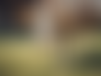 Capturing Serenity: Barn Farm Animals Photography